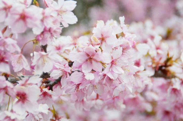 2月初旬からは園内で早咲きの「河津桜（カワヅザクラ）」などが見られるかも