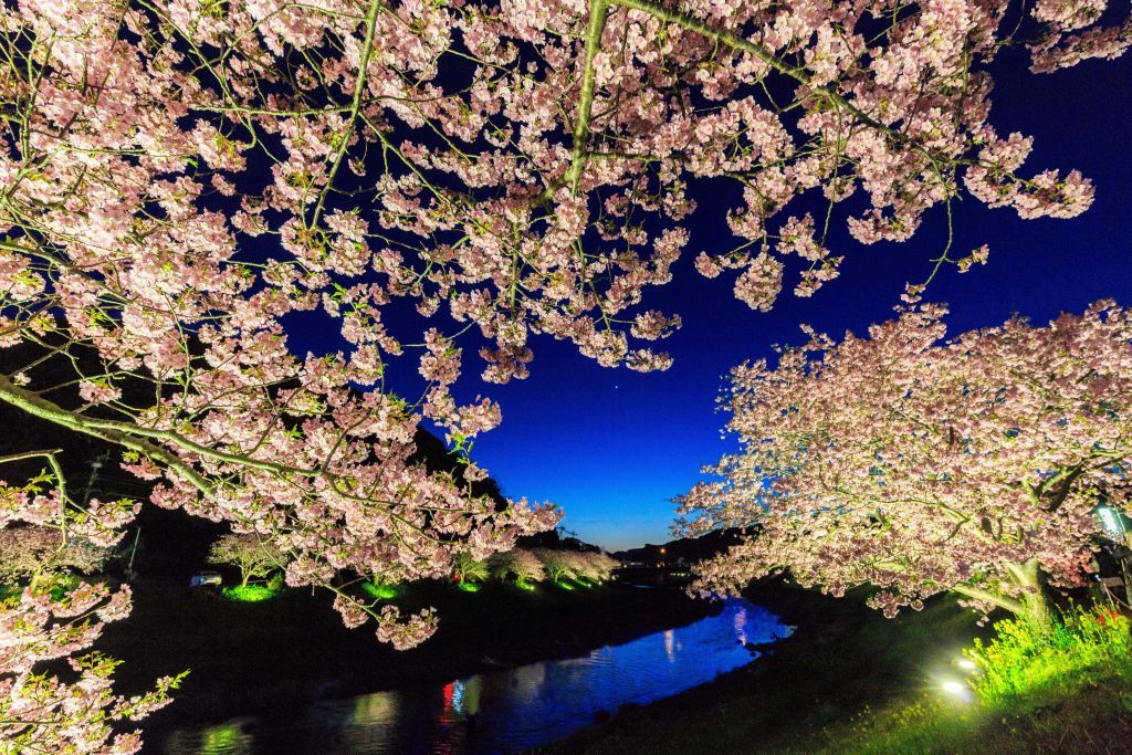 みなみの桜と菜の花まつり　夜桜も美しい