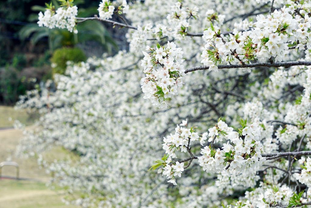 大島桜ウィーク