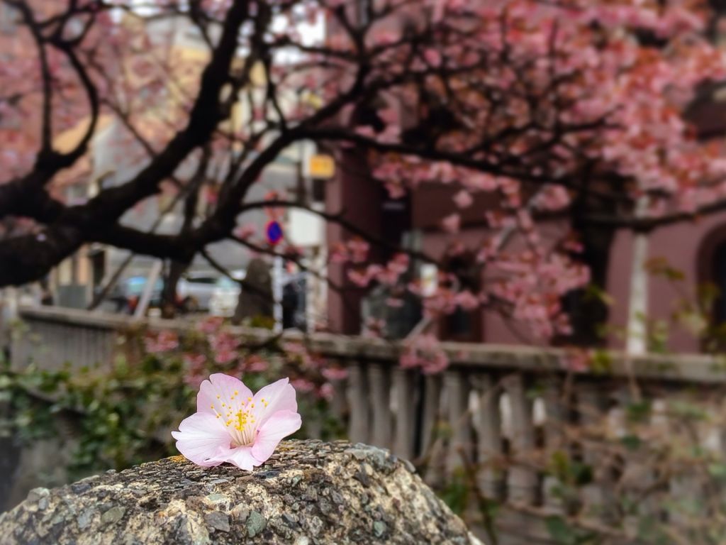 あたみ桜糸川桜まつり