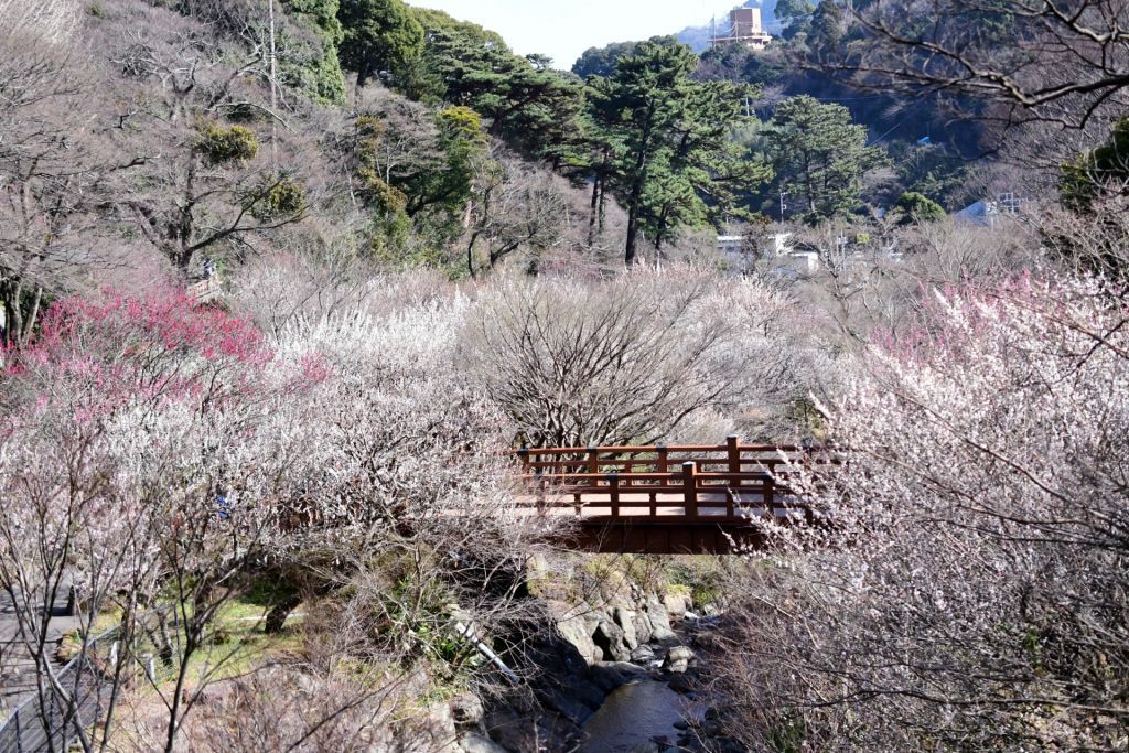 熱海梅園梅まつり