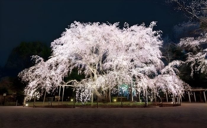 春夜の六義園 夜間特別観賞