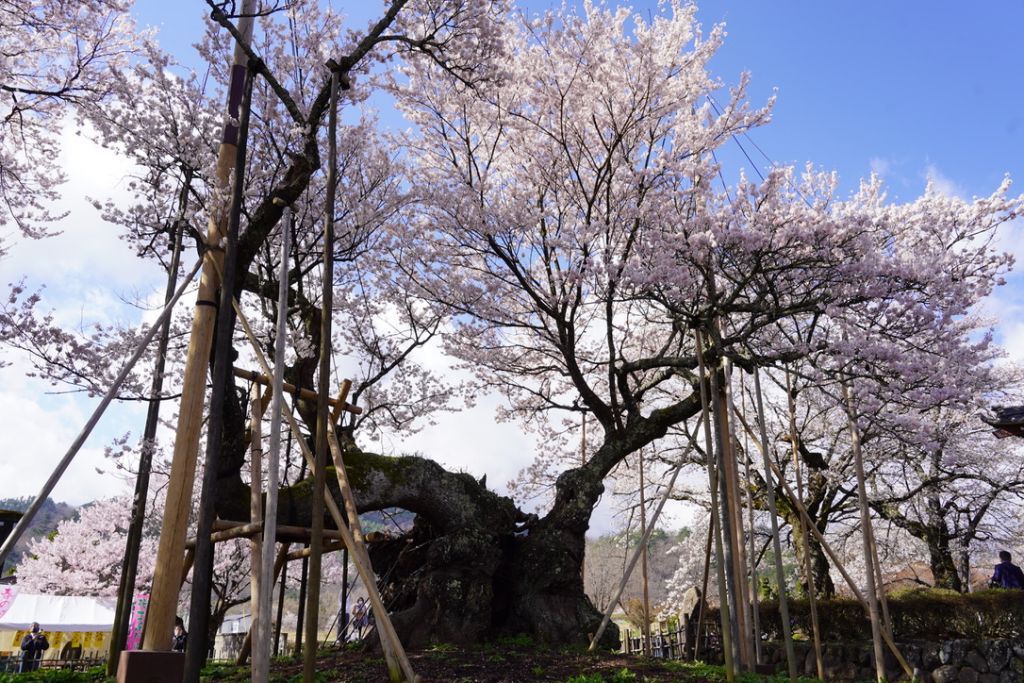 山高神代桜