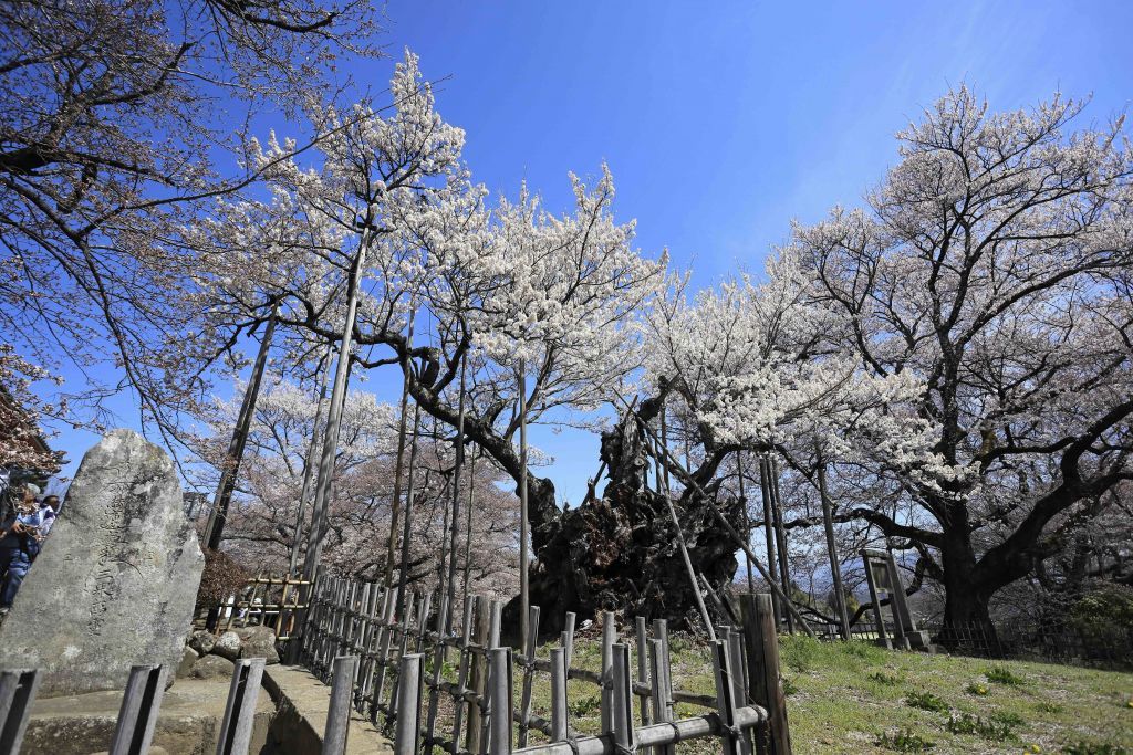 山高神代桜2