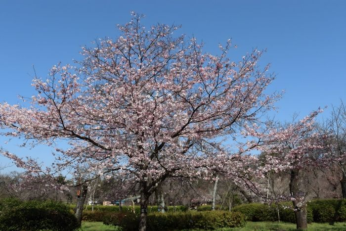 さくら園の神代曙の若木（令和５年度撮影）