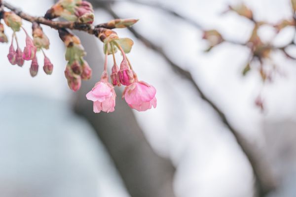 麻布台ヒルズの河津桜