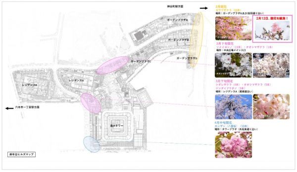 麻布台ヒルズの桜マップ