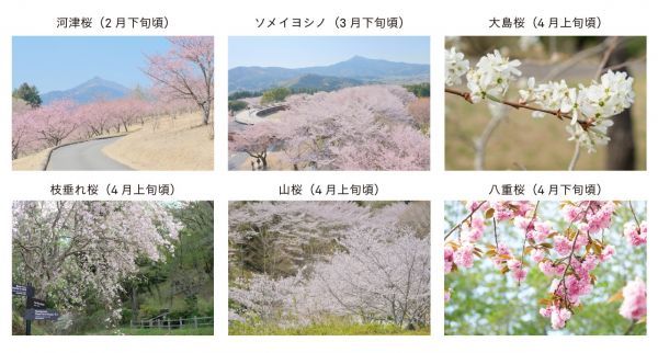 フラワーパークの桜リレー