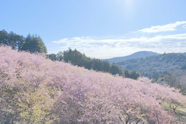 里山をピンク色に染める河津桜