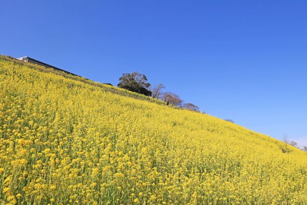 マザー牧場　菜の花（2025年2月17日撮影）