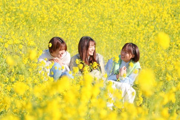 360度菜の花に囲まれて