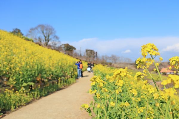 歩きやすい散策路