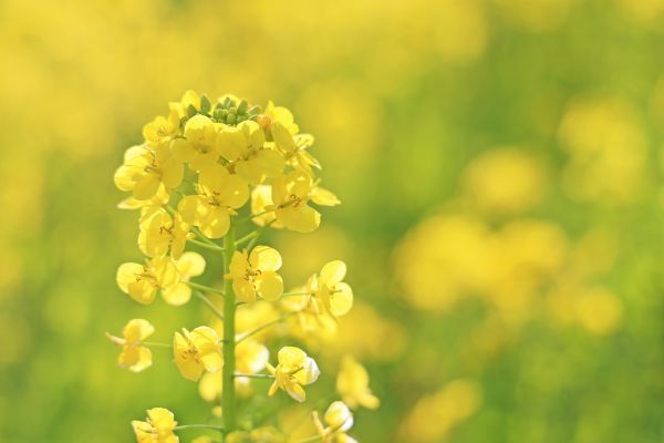 菜の花は春のかおり