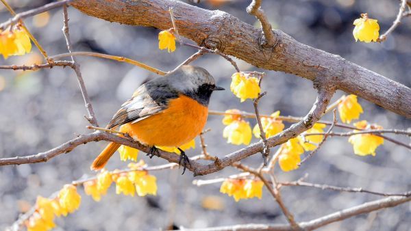 すっきりした木立に集う鳥たちの姿を観察できます。（竹風庵/ジョウビタキ♂　2月10日撮影）