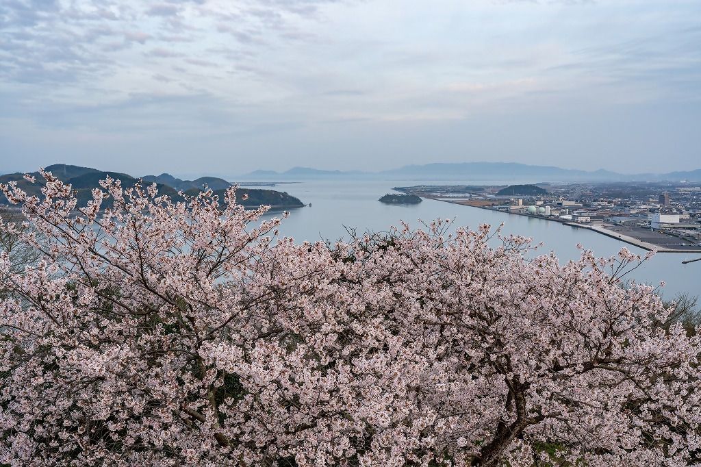 湊山公園・米子城跡のさくら