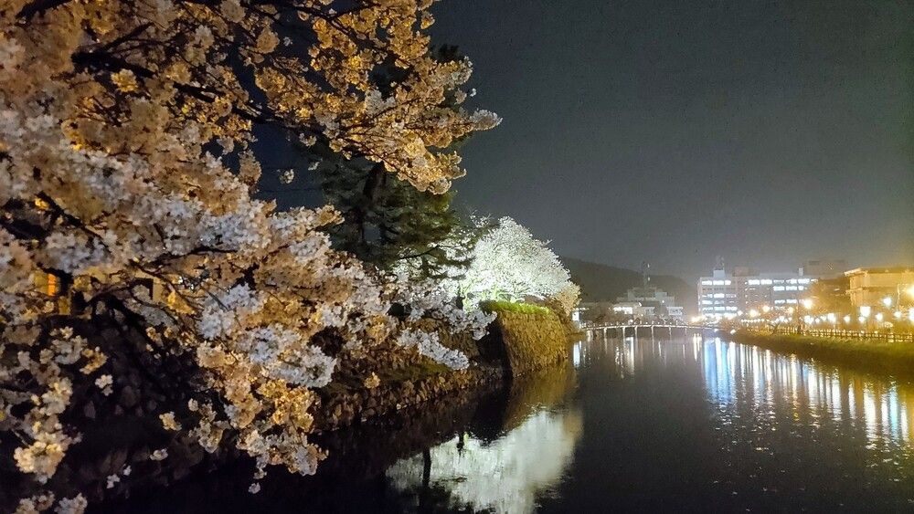 久松公園のさくら