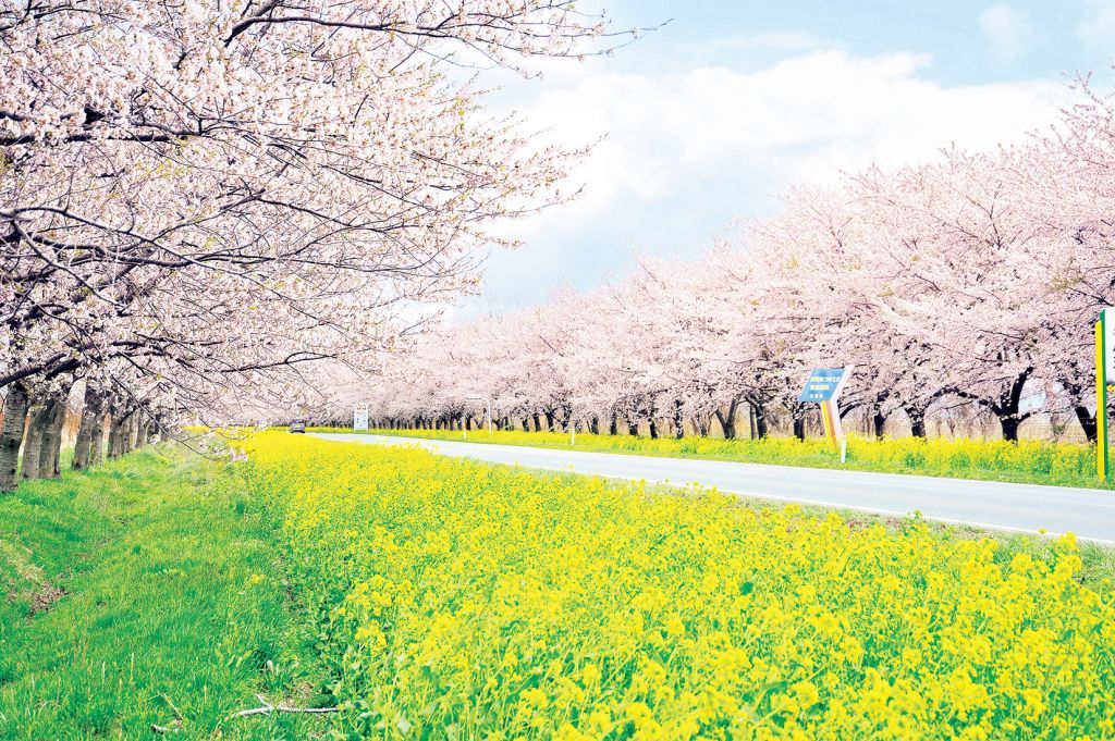 桜・菜の花ロードのさくら