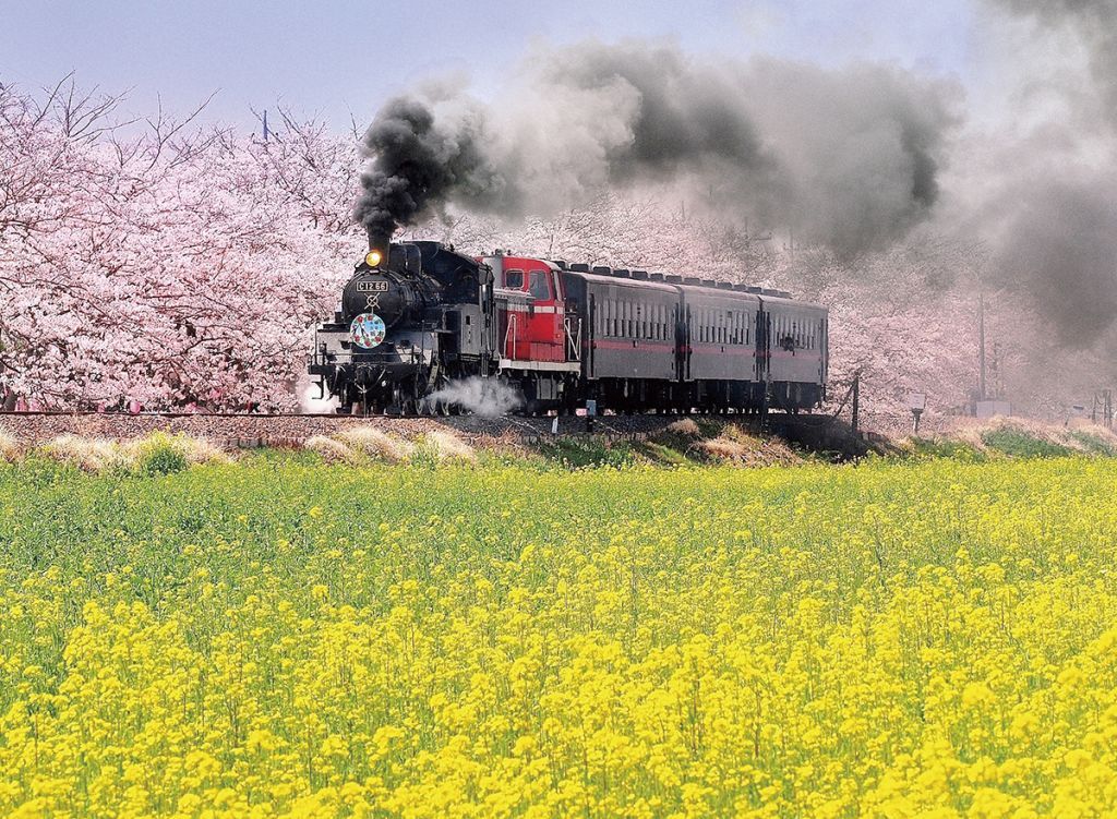 真岡鐵道のさくら