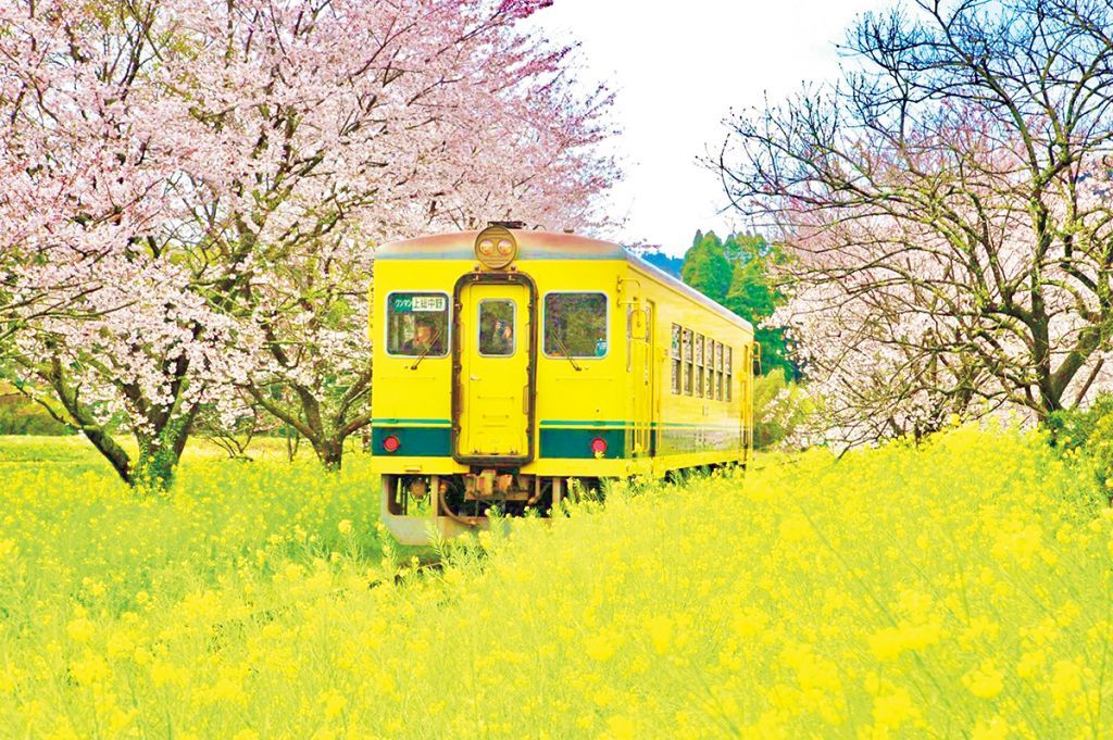 いすみ鉄道のさくら