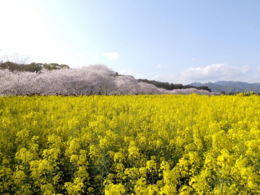 西都原古墳群のさくら