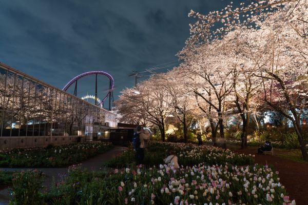 夜桜びより　※昨年の様子