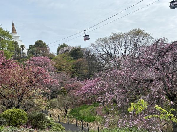 多摩緋桜が咲く散策路　※昨年の様子