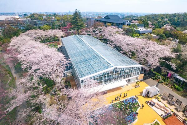 HANA・BIYORIの桜 約250本の桜が咲き誇る園内　※昨年の様子