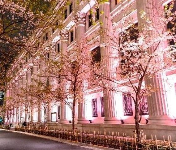 SAKURA FES NIHONBASHI 2025　ライトアップ