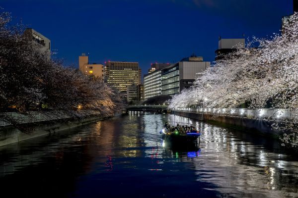 揺れる水面に映る夜桜は深川ならではの楽しみ