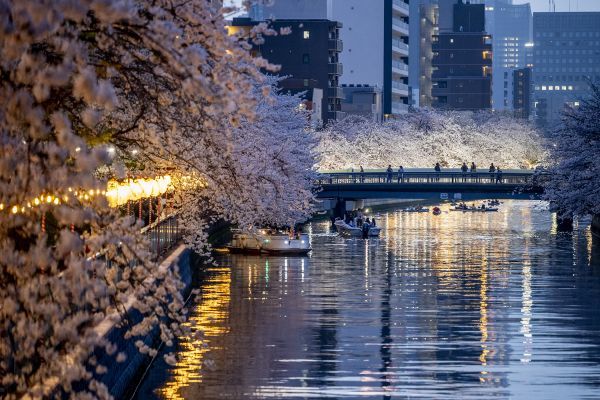 東京駅付近の高層ビルを借景に美しく浮かび上がる大横川の夜桜