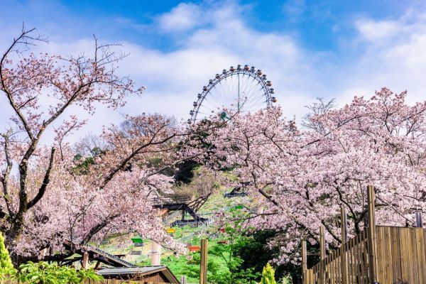 さがみ湖桜まつり