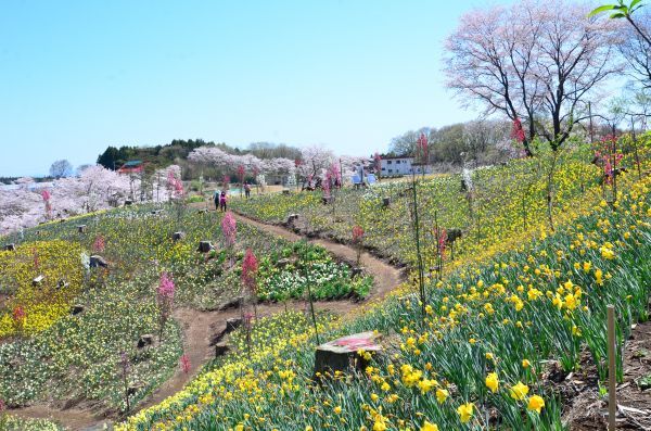 水仙と花桃と桜のコラボレーション