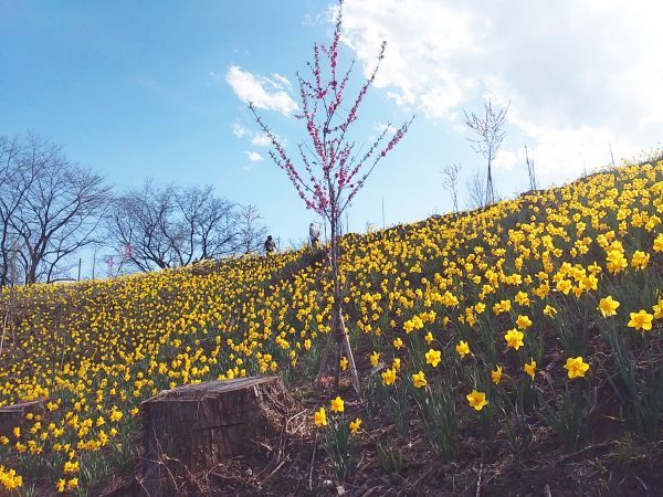 水仙と花桃と桜のコラボレーション2