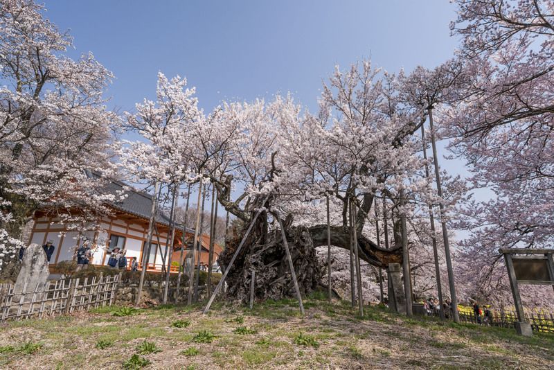 山高神代桜