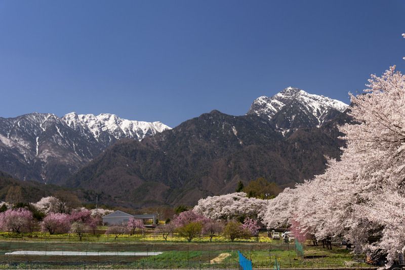 眞原桜並木