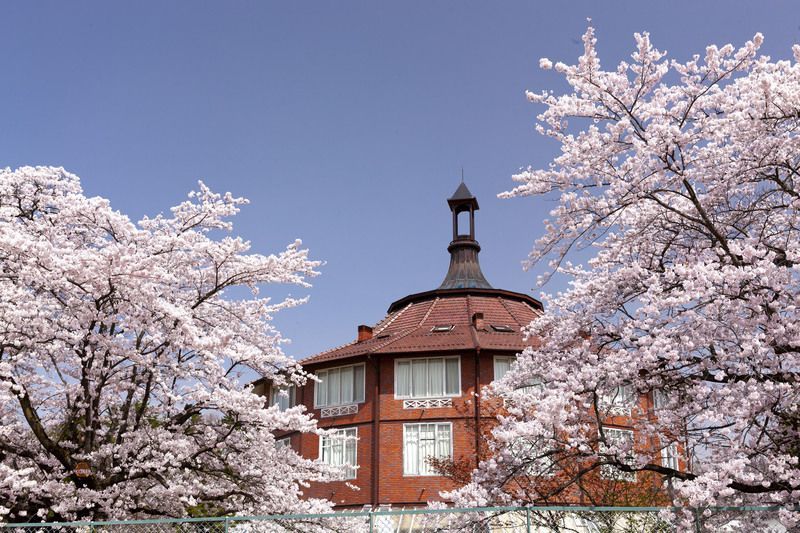 清春芸術村の桜