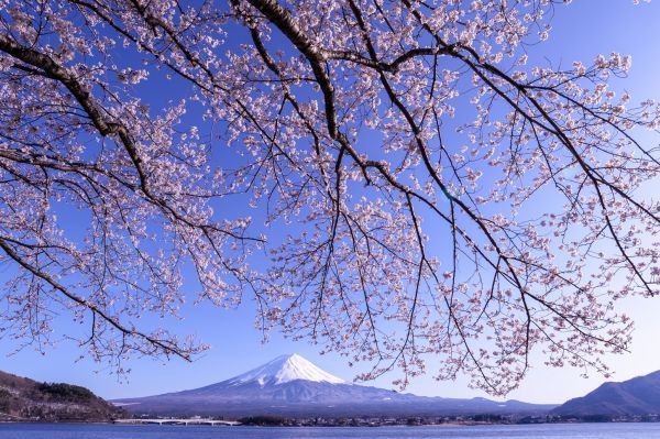 富士山×桜×河口湖