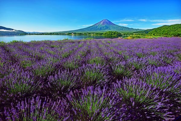 富士山×ラベンダー×河口湖