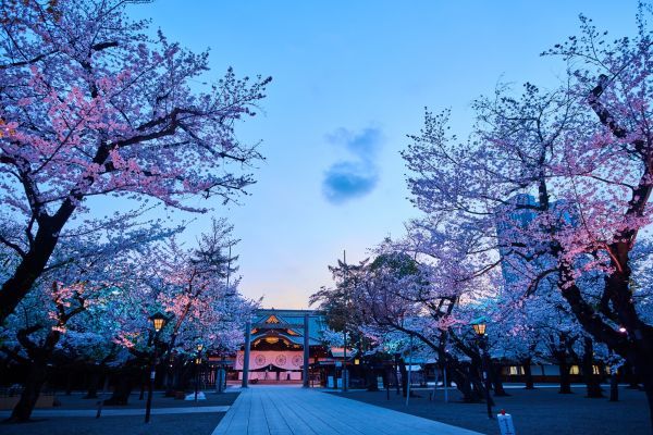 靖國神社の桜