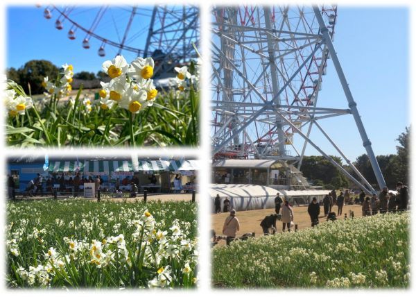 葛西臨海公園のスイセン(令和7年2月の様子)