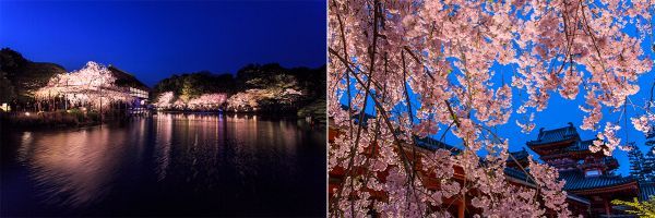 平安神宮を夜間特別公開イメージ