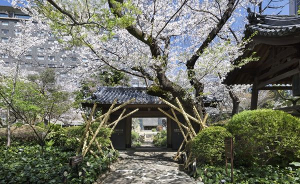 1年でもっとも華やぐ春の日本庭園
