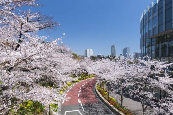 ▲ミッドタウンの桜 過去の様子