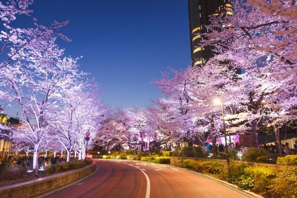 ▲桜のライトアップイメージ