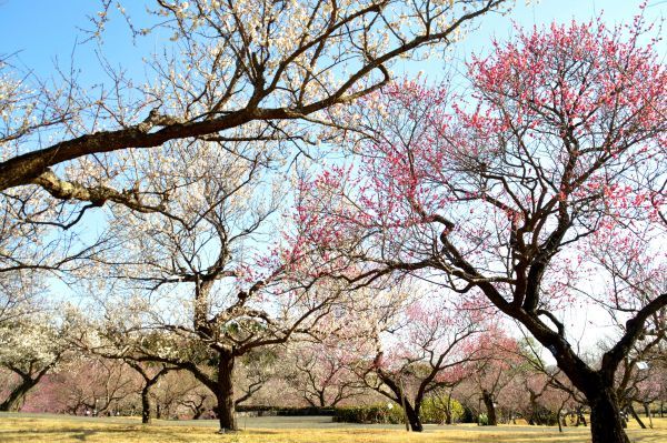 2026年1月17日撮影 小田原フラワーガーデンの梅園 早咲き品種は既に見頃を迎えています