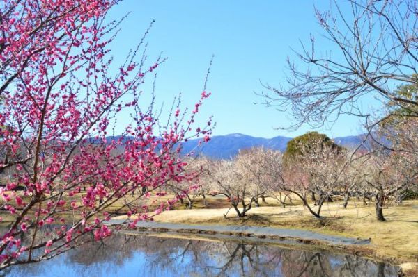 丹沢の山並みを臨む小田原フラワーガーデンの梅園