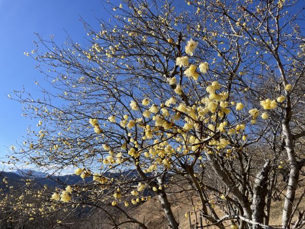 2026年1月21日(水)現在の開花状況