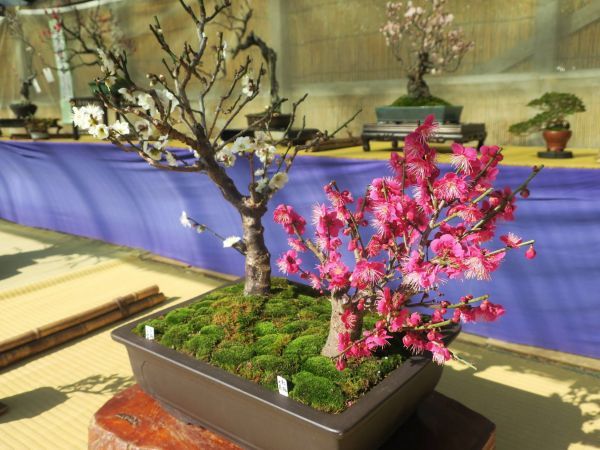 観梅会盆栽展イメージ