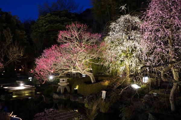 長谷寺の梅ライトアップ