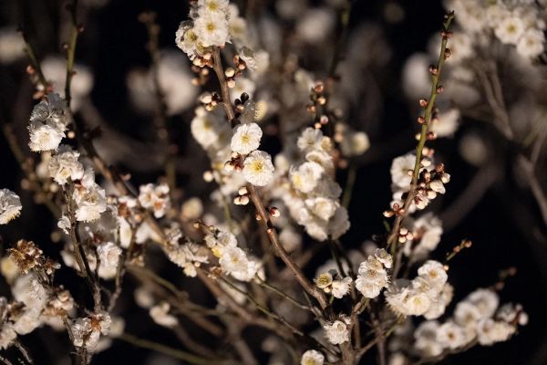 池上梅園ライトアップイメージ２